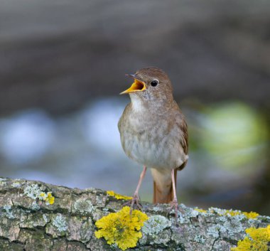Thrush Nightingale, Luscinia Luscinia Luscinia. Bir kuş devrilmiş bir ağaca oturur ve şarkı söyler.