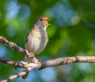 Thrush Nightingale, Luscinia Luscinia Luscinia. Ağaç dalında bir kuş ötüyor