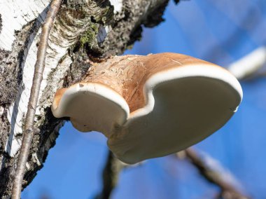 Birch polypore, Piptoporus betulinus, Fomitopsis betulina. Bir huş ağacının gövdesinden bir mantar çıkar.