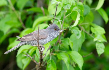 Çalı bülbülü Sylvia Nisoria. Bir kuş bir dala oturur ve şarkı söyler