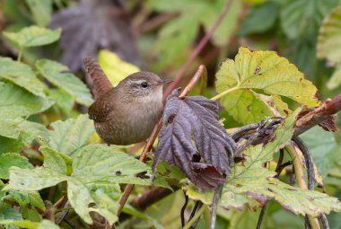 Avrasya çalıkuşu, Troglodit trogloditleri. Bir kuş yaprakların arasında bir dala oturur.