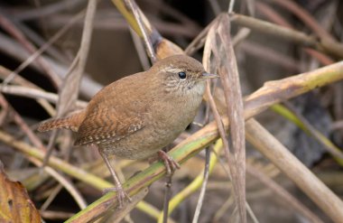 Avrasya çalıkuşu, Troglodit trogloditleri. Bir nehrin kıyısındaki sazlığa tünemiş bir kuşun yakın çekimi.