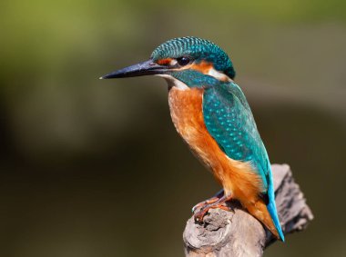 Ortak balıkçı, Alcedo bu işte. Güzel bir kuş bir dala oturur.