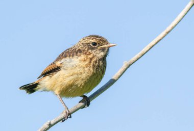 Avrupa taş şapkası, Saxicola rubicola. Bir kuş mavi gökyüzüne karşı bir bitkinin sapında bir çayırda oturur.