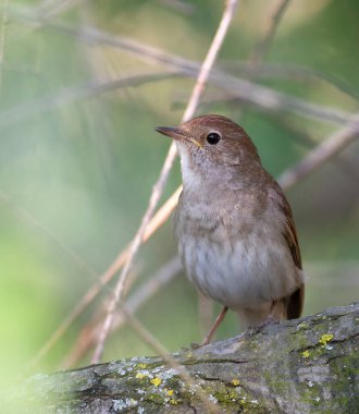 Thrush Nightingale, Luscinia Luscinia Luscinia. Bir kuş devrilmiş bir ağaçta oturur.