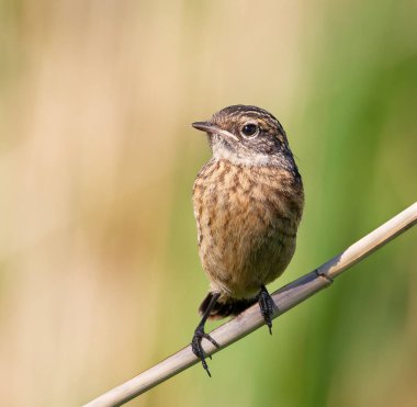 Avrupa taş şapkası, Saxicola rubicola. Bir kuş güzel bulanık bir arka planda bir bitkinin gövdesine oturur.