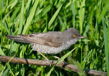 Çalı bülbülü Sylvia Nisoria. Bir çayırın kalın otlarında av arayan bir kuş.