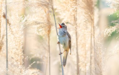 Great reed warbler, Acrocephalus arundinaceus. A bird sits in the reeds and sings clipart