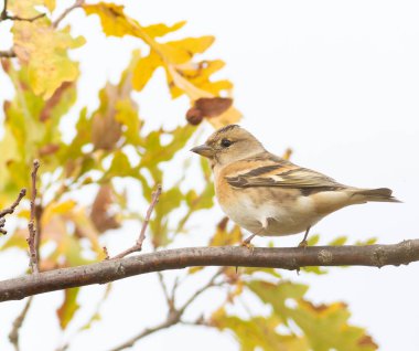 Brambling, Fringilla montifringilla. Bir kuş sarı sonbahar yapraklarının arka planında bir dala oturur.