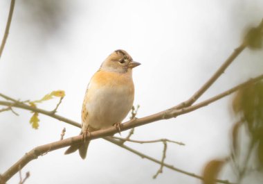 Brambling, Fringilla montifringilla. Bir dalda oturan kuş, beyaz arkaplan