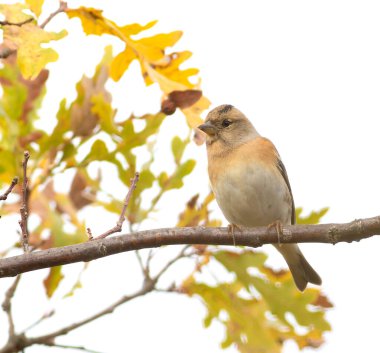 Brambling, Fringilla montifringilla. Bir kuş sarı sonbahar yapraklarının arka planında bir dala oturur.