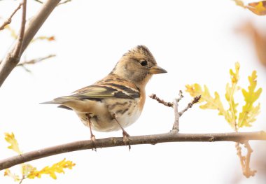 Brambling, Fringilla montifringilla. Beyaz arka planda bir dalda oturan bir kuş.