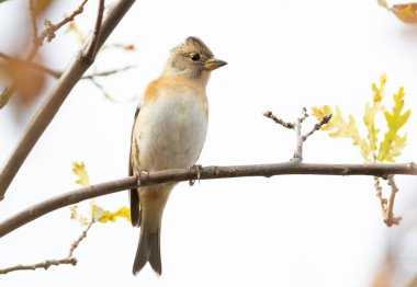 Brambling, Fringilla montifringilla. Beyaz arka planda bir dalda oturan bir kuş.