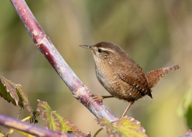Avrasya çalıkuşu, Troglodit trogloditleri. Bir kuş düz bir arkaplanda bir dala oturur.