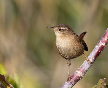 Avrasya çalıkuşu, Troglodit trogloditleri. Bir sonbahar sabahı, bir kuş bir dala oturur.