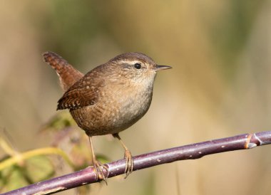 Avrasya çalıkuşu, Troglodit trogloditleri. Güneşli bir sonbahar sabahında, bir kuş bir dala oturur.