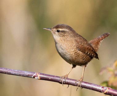 Avrasya çalıkuşu, Troglodit trogloditleri. Güneşli bir sabahta bir kuş bir dala oturur.