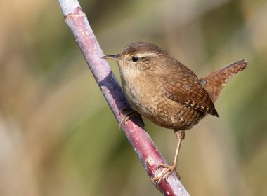 Avrasya çalıkuşu, Troglodit trogloditleri. Bir sonbahar sabahı, bir kuş bir dala oturur.