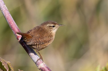 Avrasya çalıkuşu, Troglodit trogloditleri. Bir kuş düz bir arkaplanda bir dala oturur.