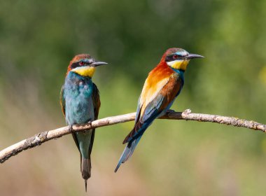 Avrupalı arı yiyici, Merops apiaster. Sabahın erken saatlerinde, bir kuş ailesi bir dala oturur.