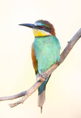 European bee-eater, Merops apiaster. Close-up of a bird sitting on a branch, light background clipart