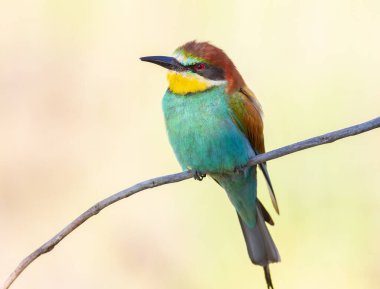 European bee-eater, Merops apiaster. Close-up of a bird sitting on a branch, light background clipart