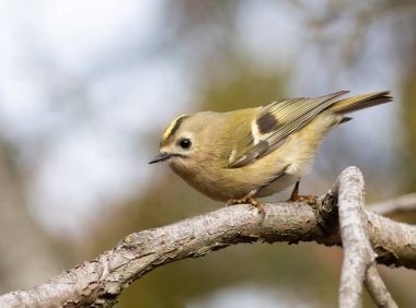 Goldcrest, Regulus regulus. Sabahın köründe, bir kuş bir dala oturur.