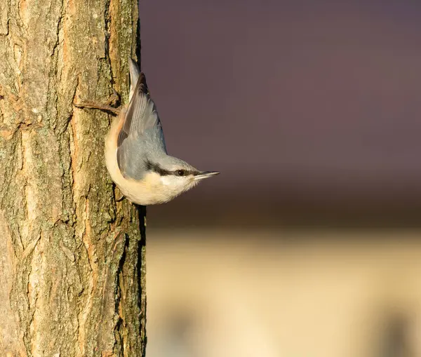 Avrasya tımarhanesi, Sitta Avrupa. Bir kuş yiyecek aramak için ağaç kabuğu boyunca hareket eder.