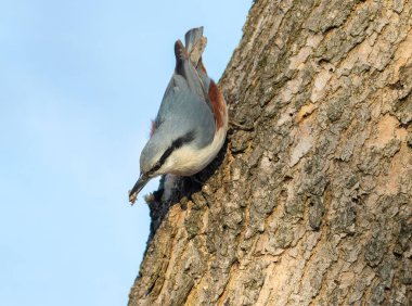 Eurasian nuthatch, Sitta europaea. A bird conceals a nut hidden in the bark with a piece of bark clipart