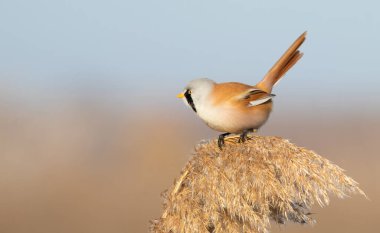 Sakallı reedling, Panurus biarmicus. Bir kuş kuyruğunu kıstırmış sazlıkların üzerinde oturur.