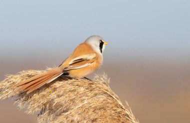 Sakallı reedling, Panurus biarmicus. Bir kuş kabarık bir kamışın tepesinde oturur, düz, bulanık bir arkaplan