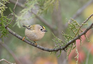 Goldcrest, Regulus regulus. Güzel küçük bir kuş bir thuja ağacının dalında oturur.