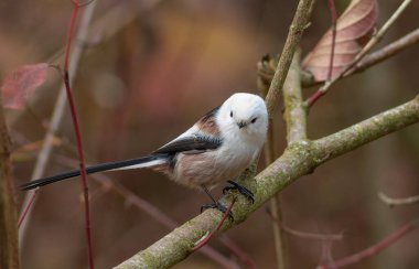 Long-tailed tit, Aegithalos caudatus. A bird sits on a branch on a beautiful autumn background