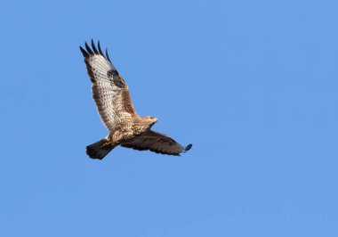 Sıradan bir akbaba, Buteo buteo. Mavi gökyüzünde bir kuş uçar