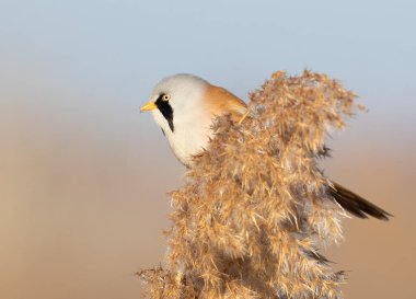 Sakallı reedling, Panurus biarmicus. Bir erkek kabarık bir kamışın üstünde oturur, bulanık bir arkaplanda.