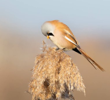 Sakallı reedling, Panurus biarmicus. Erkek sazlıkların tepesinde yiyecek arıyor.