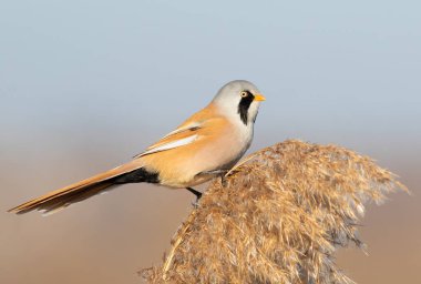 Sakallı reedling, Panurus biarmicus. Bir kuş bir nehir kıyısındaki sazlığın tepesinde oturur.