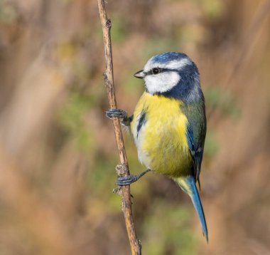 Eurasian blue tit, Cyanistes caeruleus. A bird sits on the stem of a plant on a riverbank