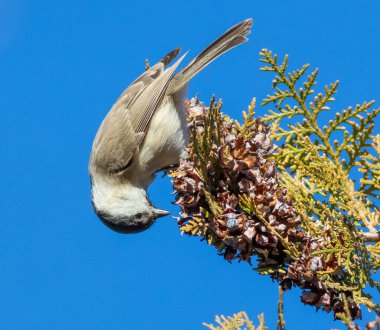 Marsh tit, Poecile palustris, Parus palustris A bird sits on a branch of a thuja tree and eats seeds clipart