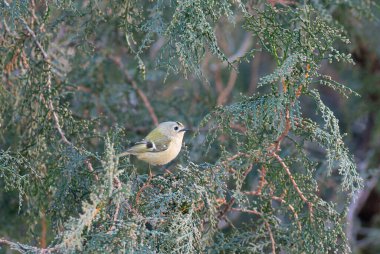 Goldcrest, Regulus regulus. Bir kuş bir thuja ağacının dalında oturur.
