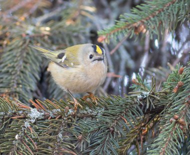Goldcrest, Regulus regulus. Noel ağacının dalında oturan bir kuş var.