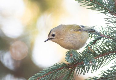Goldcrest, Regulus regulus. Bir kuş Noel ağacının dallarında yiyecek arıyor.