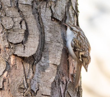 Avrasya Ağaç Bekçisi, Certhia Fatihi. Sabahın erken saatlerinde, kuş ağaç kabuğunda avını arar.