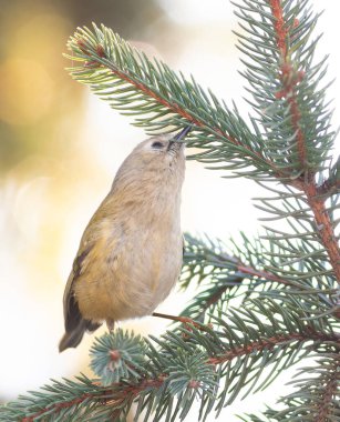 Goldcrest, Regulus regulus. Bir ladin ağacının dallarında avını arayan bir kuş.