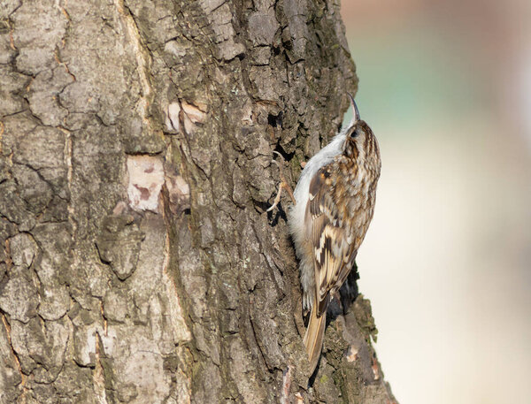 Eurasian treecreeper, Certhia familiaris. In the early morning, the bird searches for prey in the bark of trees