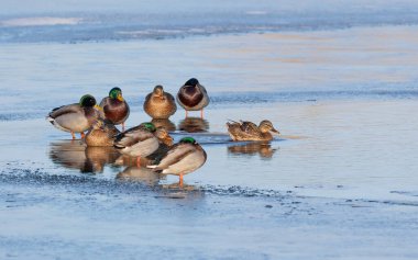 Mallard, Anas platyrhynchos. Kış sabahı, kuşlar nehir kıyısındaki küçük bir deliğin yakınında buzun üzerinde toplandılar.