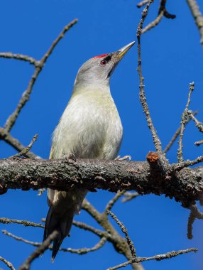 Gri başlı ağaçkakan, Picus canus. Bir kuş ağaç dalında oturur.