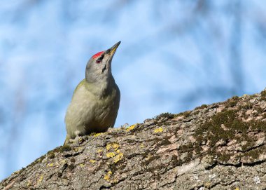 Gri başlı ağaçkakan, Picus canus. Erkek bir kuş, güzel, kalın bir ağaç gövdesine oturur.