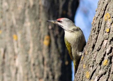 Gri başlı ağaçkakan, Picus canus. Erkek bir kuş ağaçta oturur ve başka yere bakar.