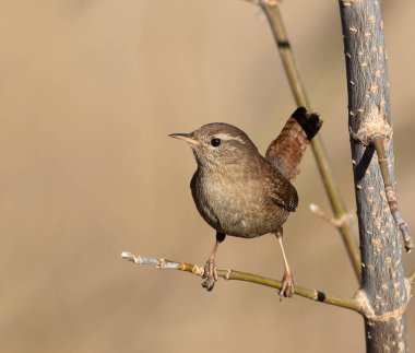 Avrasya çalıkuşu, Troglodit trogloditleri. Sabahın köründe, bir kuş ince bir dala oturur.